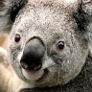 Meet your Posher, Thomas